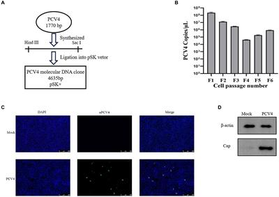 Rescue and characterization of PCV4 infectious clones: pathogenesis and immune response in piglets